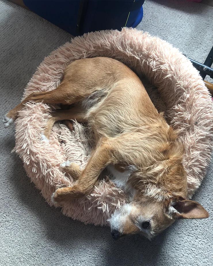 dog